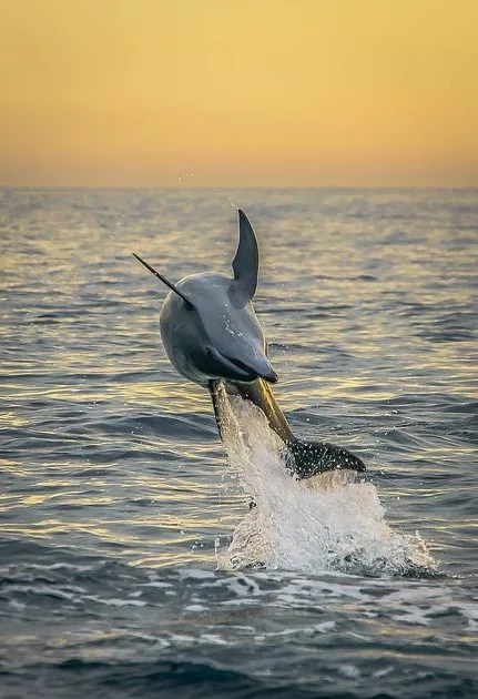 Dolphin & Wildlife Tour